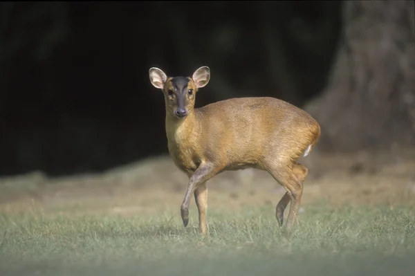 Muntjac, 36 лет, Muntiacus reevesi , — стоковое фото