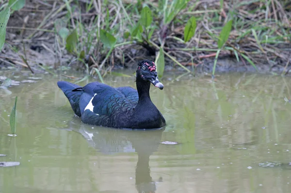 Muscovy duck, Cairina moschata, — Stock Photo, Image