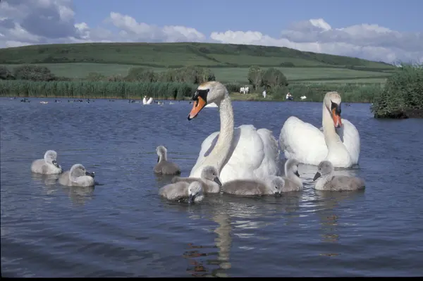 Höckerschwan, Cygnus olor — Stockfoto