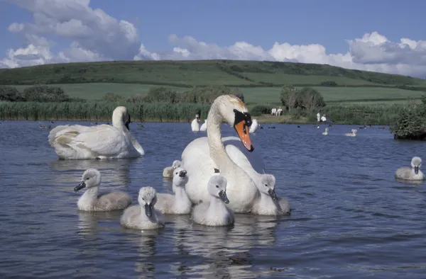 Höckerschwan, Cygnus olor — Stockfoto