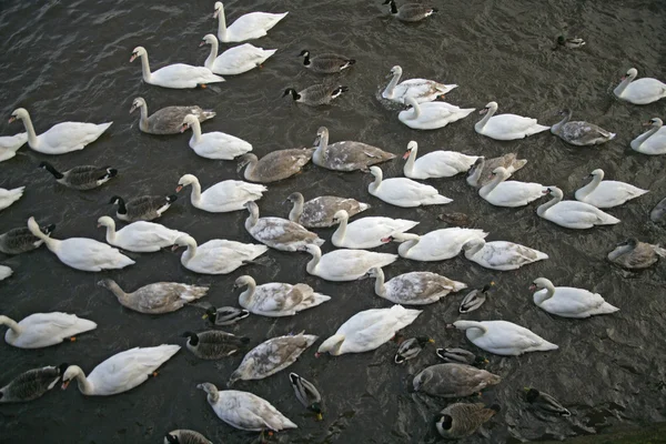 Höckerschwan, Cygnus olor — Stockfoto