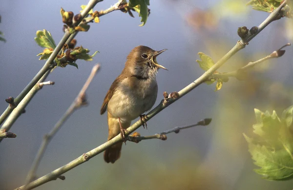 Nightingale, Luscinia megarhynchos — Stockfoto