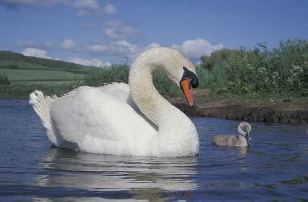 Höckerschwan, Cygnus olor — Stockfoto