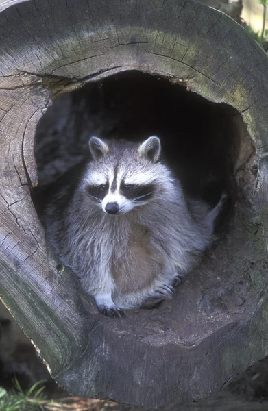 Noord-Amerikaanse racoon, procyon lotor — Stockfoto