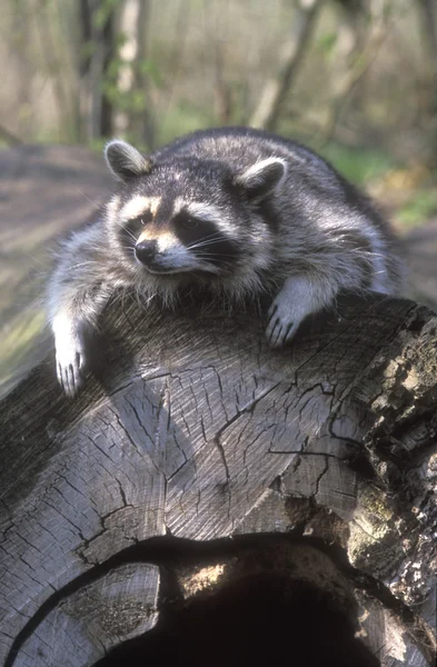 Noord-Amerikaanse racoon, procyon lotor — Stockfoto