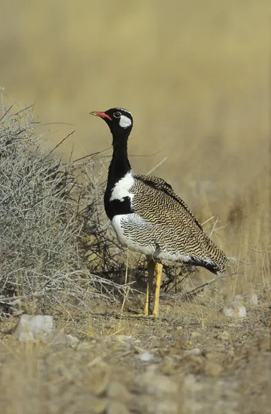 Northern black korhaan, Eupodotis afra — Stock Photo, Image