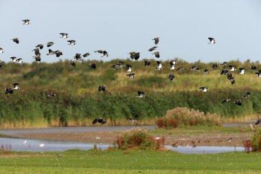 Kuzey Lapwing, Vanellus Vanellus