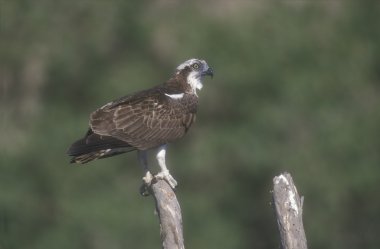 Sorguç, Pandion haliaetus