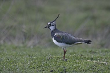 Kuzey Lapwing, Vanellus Vanellus