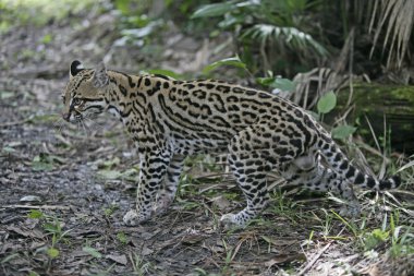 Ocelot, Leopardus pardalis clipart