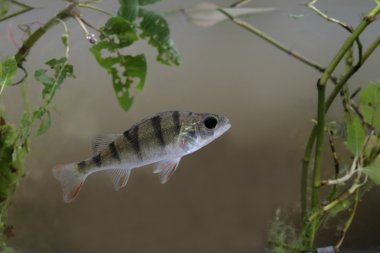 levrek, perca fluviatilis