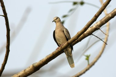 picui zemin güvercin, columbina picui