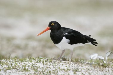 Alaca oystercatcher, haematopus longirostris