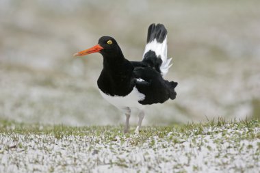 Alaca oystercatcher, haematopus longirostris