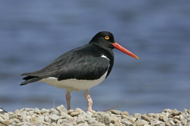 Alaca oystercatcher, haematopus longirostris