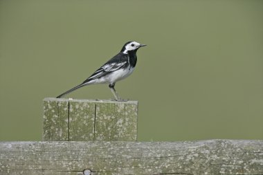 Alaca kuyruksallayan, motacilla alba yarrelli