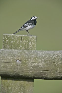 Alaca kuyruksallayan, motacilla alba yarrelli