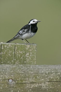 Alaca kuyruksallayan, motacilla alba yarrelli