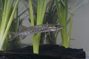 Pike, Esox lucius