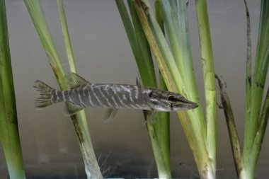 Pike, Esox lucius