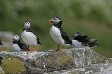 martı, fratercula arctica