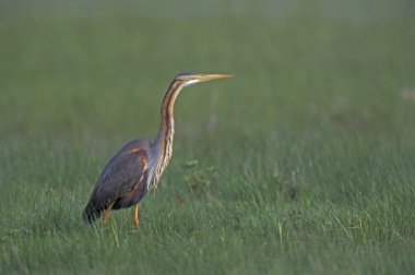 Mor balıkçıl, Ardea purpurea,