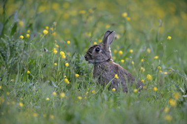 Tavşan, dikkatli European