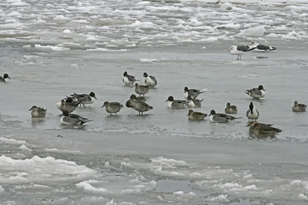 Pintail do Norte, Anas acuta — Fotografia de Stock