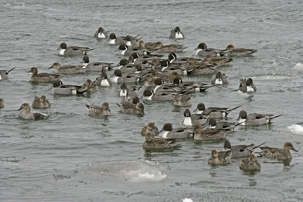 Norte de Pintail, Anas acuta — Foto de Stock