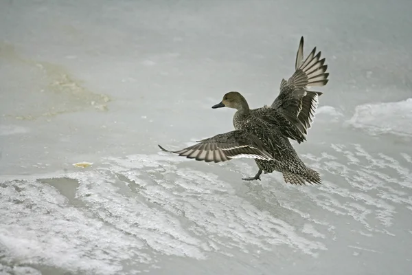 Pintail do Norte, Anas acuta — Fotografia de Stock