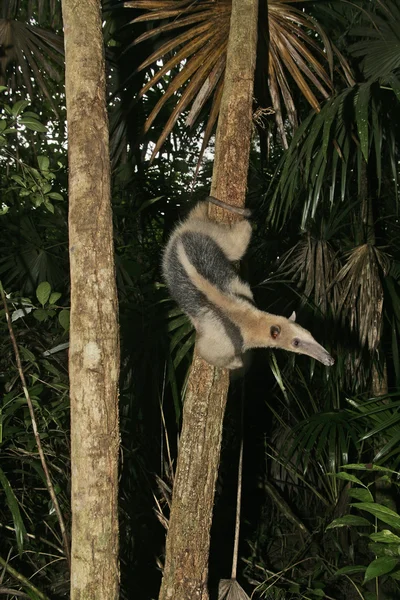 Kuzey tamandua, tamandua mexicana — Stok fotoğraf