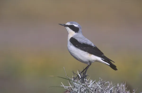 Northern wheatear, Oenanthe oenanthe — Stock Photo, Image