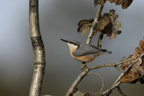 Trepador azul, sitta europaea —  Fotos de Stock