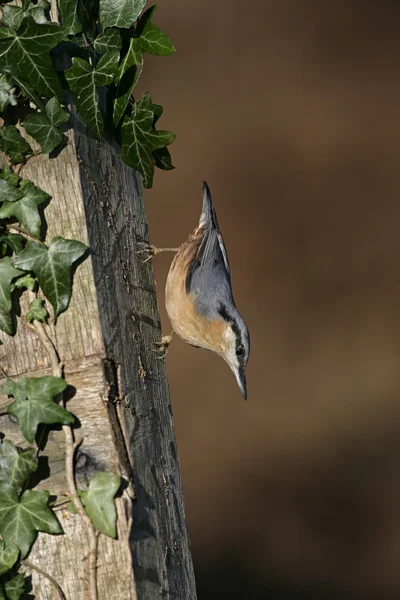 Sıvacı kuşu, sitta europaea — Stok fotoğraf