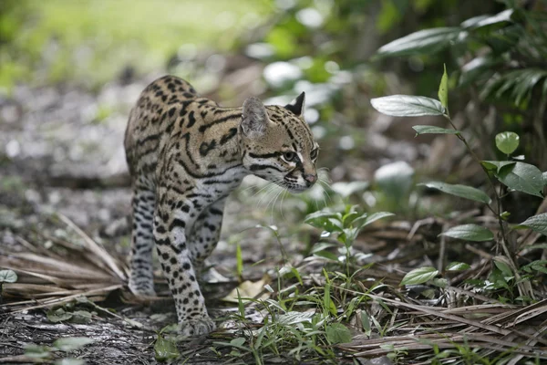 Ocelot, тварина pardalis — стокове фото