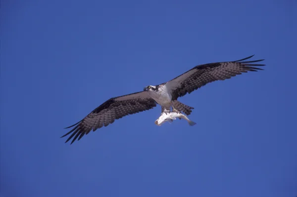 Águila pescadora, pandion haliaetus —  Fotos de Stock