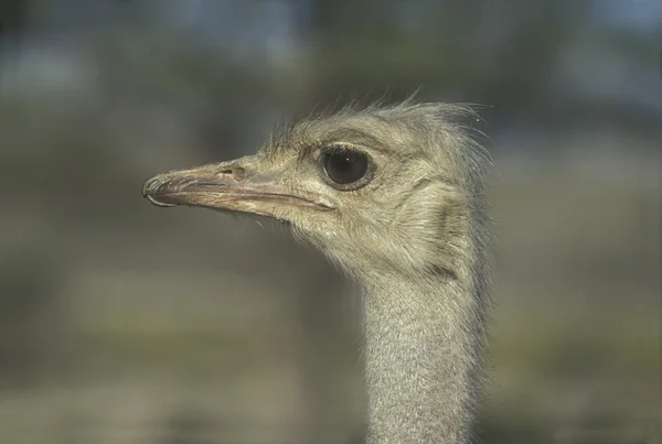 Pštros, struthio camelus — Stock fotografie