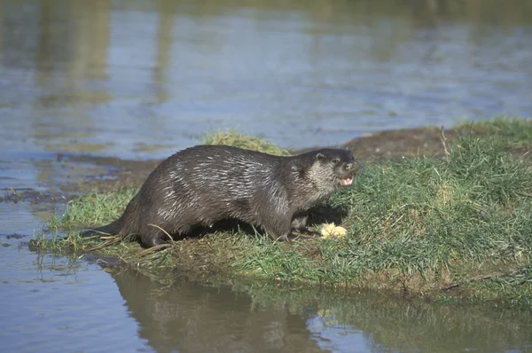 Otter, Lutra lutra — Stock Photo, Image
