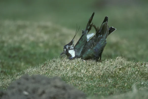 Vanneau cendré, Vanellus vanellus — Photo