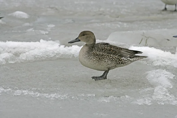 Pintail do Norte, Anas acuta — Fotografia de Stock