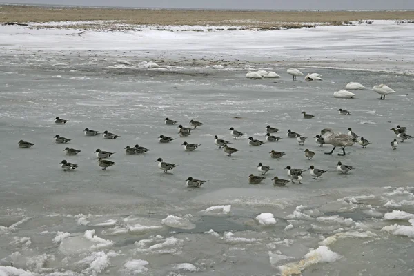 Norte de Pintail, Anas acuta — Foto de Stock