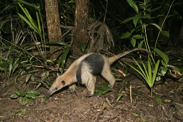 Tamandua du nord, Tamandua mexicana — Photo