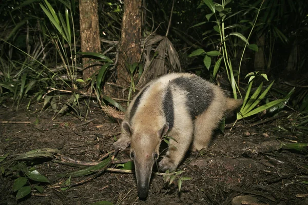 Severní tamandua, tamandua mexicana — Stock fotografie