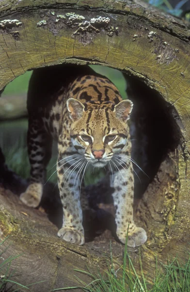 Ozelot, Leopardus pardalis — Stockfoto
