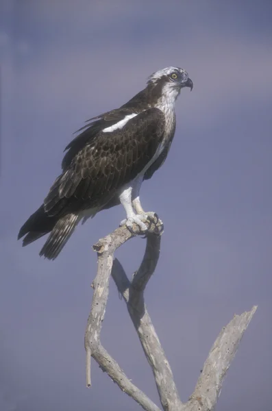 Fischadler, Pandion haliaetus — Stockfoto