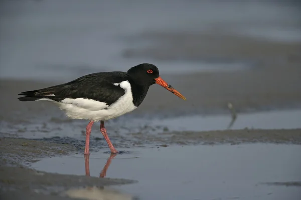 Huîtrier pie, haematopus ostralegus — Photo