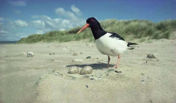 蛎鹬，haematopus ostralegus — 图库照片