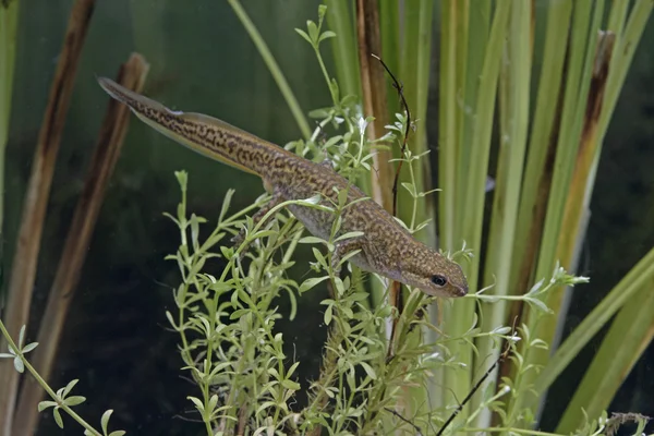 Palmate newt, Triturus helveticus — Stock Photo, Image