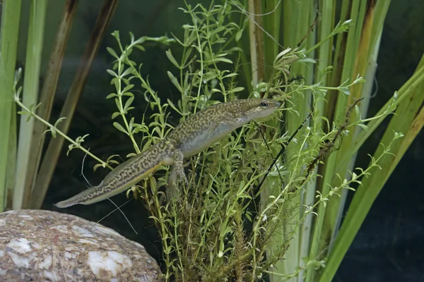 Palmate semender, triturus helveticus — Stok fotoğraf