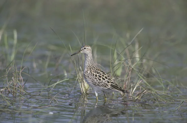 Gestreepte strandloper, calidris melanotos — Stockfoto